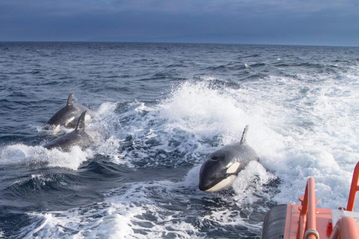 Le orche continuano ad attaccare le imbarcazioni al largo della Galizia spagnola