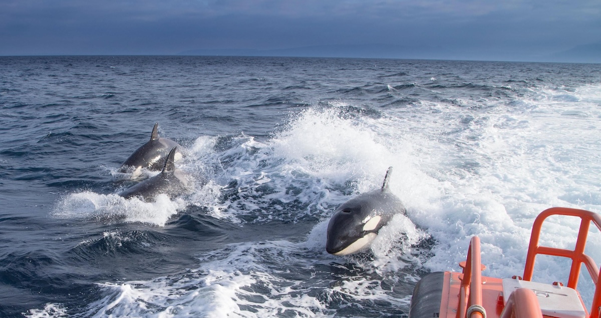 Le orche continuano ad attaccare le imbarcazioni al largo della Galizia spagnola