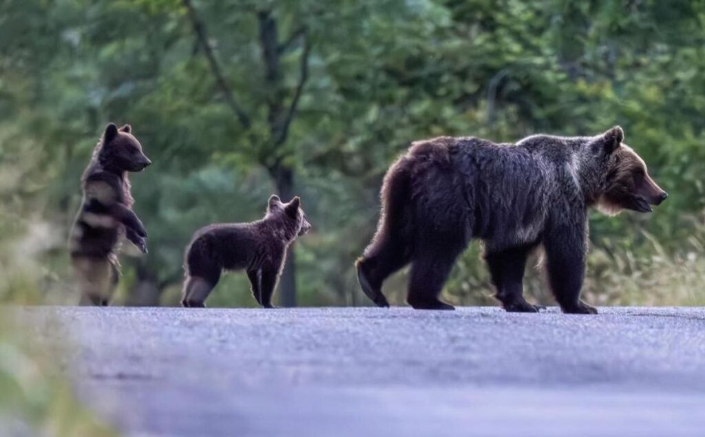 Rinvio a giudizio per l'uccisione dell'orsa Amarena, simbolo del Parco Nazionale d'Abruzzo