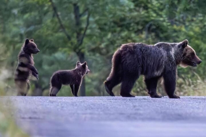 Rinvio a giudizio per l'uccisione dell'orsa Amarena, simbolo del Parco Nazionale d'Abruzzo