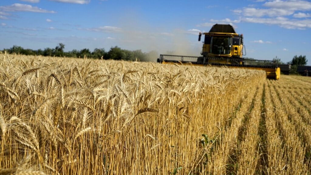 Il ruolo strategico dell’orzo ucraino nei mercati europei