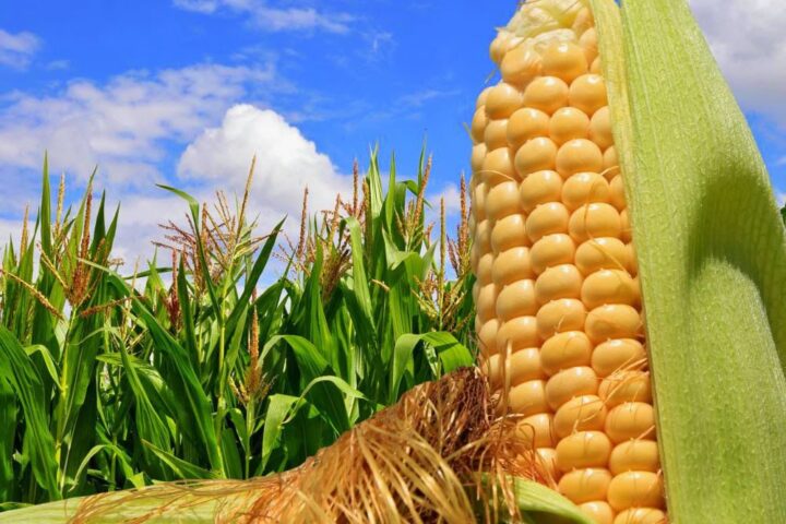 L’Ucraina consolida la sicurezza alimentare dell’UE con l’export di mais