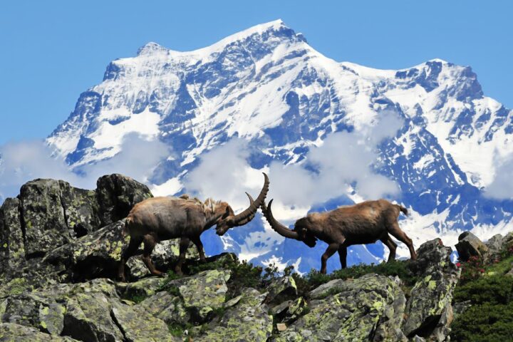 Bruno Bassano: "Salviamo gli stambecchi, no al turismo di massa in montagna"