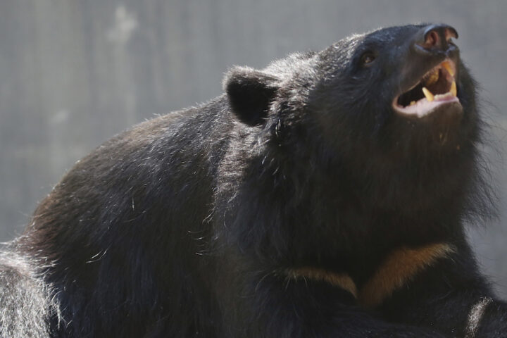 Il governatore di Akita chiede l'intervento militare contro l'aumento degli attacchi degli orsi