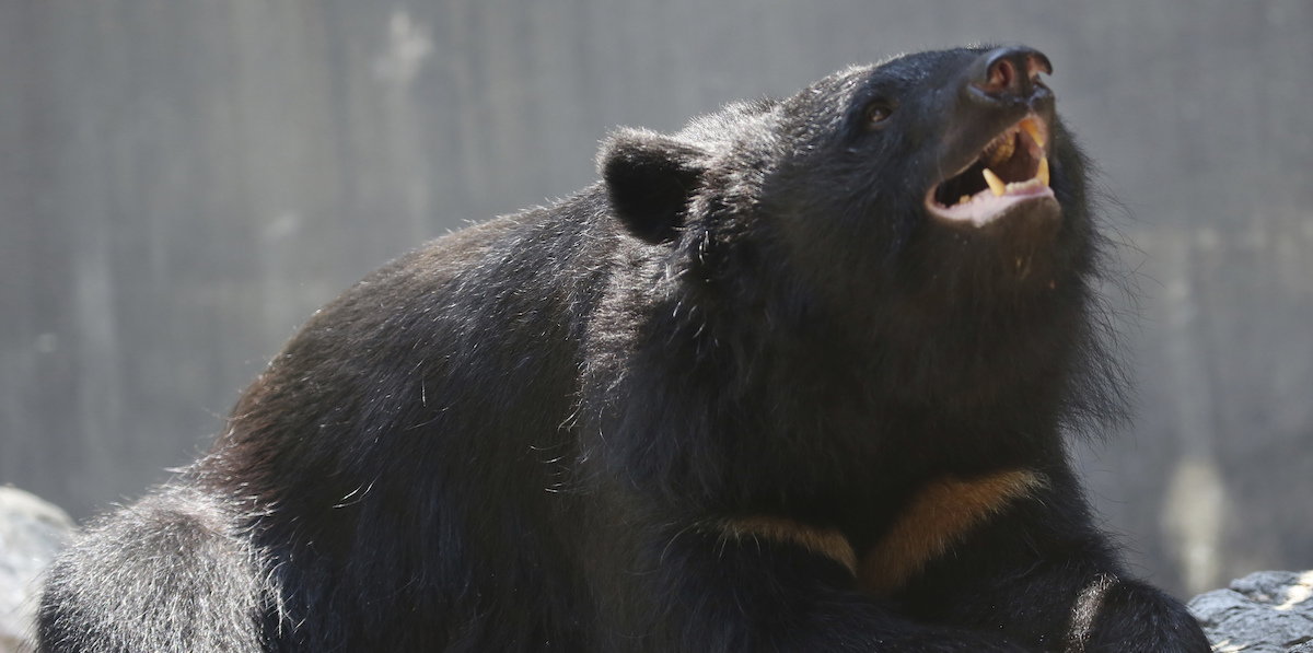 Il governatore di Akita chiede l'intervento militare contro l'aumento degli attacchi degli orsi