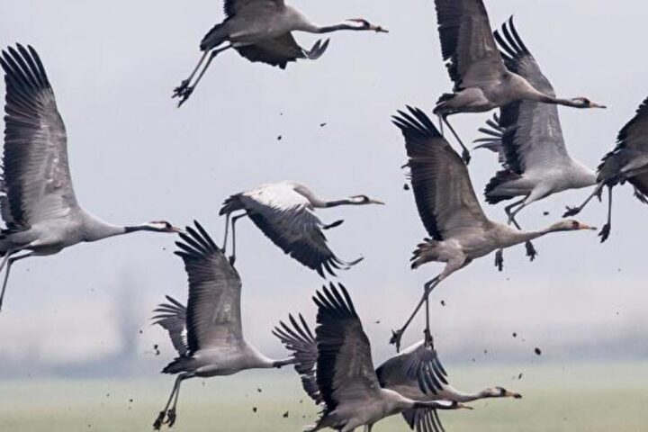 Incidente in Germania: più di mille gru morte a causa dell'influenza aviaria nel Brandeburgo