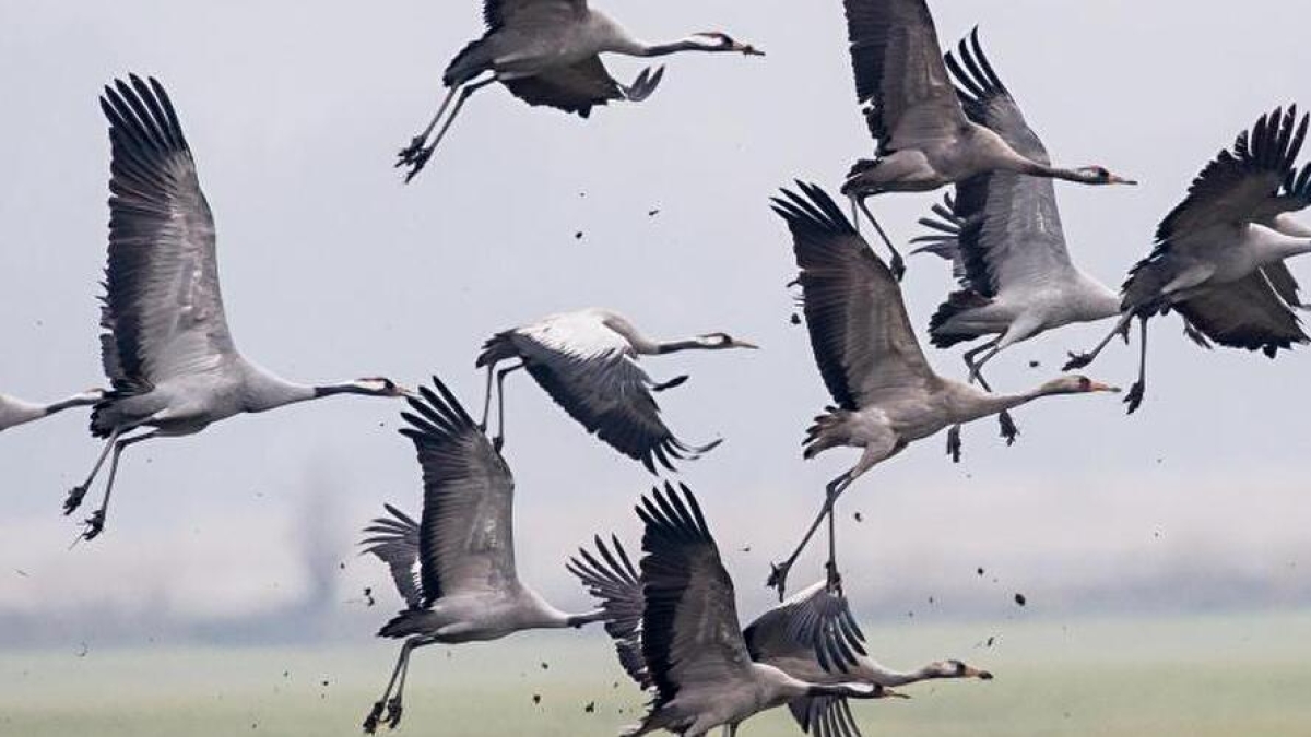 Incidente in Germania: più di mille gru morte a causa dell'influenza aviaria nel Brandeburgo