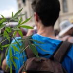 La legalizzazione della cannabis in Germania: un anno e mezzo dopo, i risultati sono deludenti