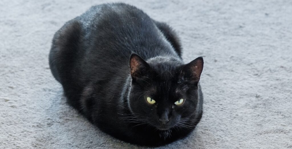 Terrassa limita le adozioni di gatti neri durante Halloween per prevenire maltrattamenti