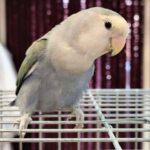 Torino, il Canc accoglie pappagalli Agapornis e altre specie aliene abbandonate