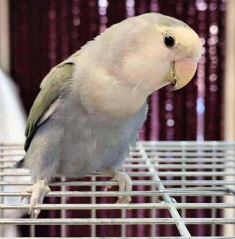 Torino, il Canc accoglie pappagalli Agapornis e altre specie aliene abbandonate