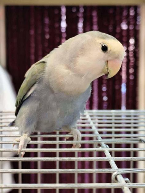 Torino, il Canc accoglie pappagalli Agapornis e altre specie aliene abbandonate