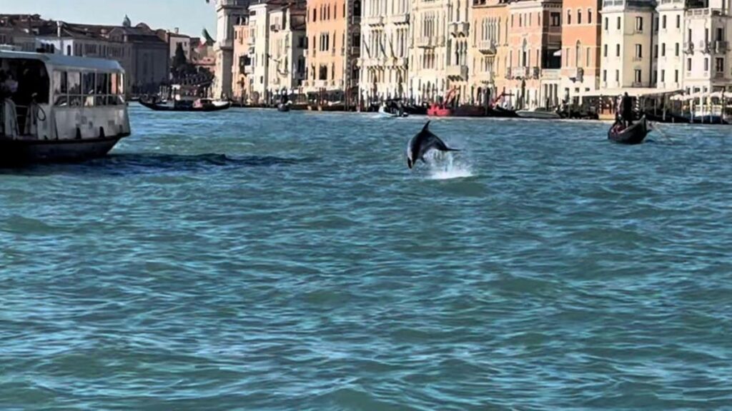 Cittadini in piazza San Marco per salvare il delfino 'Mimmo' nella laguna di Venezia