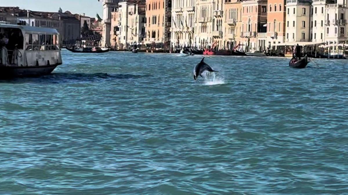 Cittadini in piazza San Marco per salvare il delfino 'Mimmo' nella laguna di Venezia