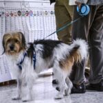 Elezioni regionali 2025: affluenza sotto il 50% in Veneto, Campania e Puglia, astensionismo in crescita