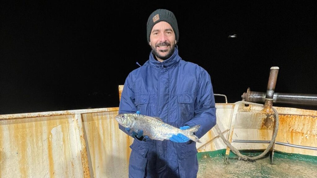 Il rumore umano minaccia la comunicazione dei capodogli e degli altri cetacei