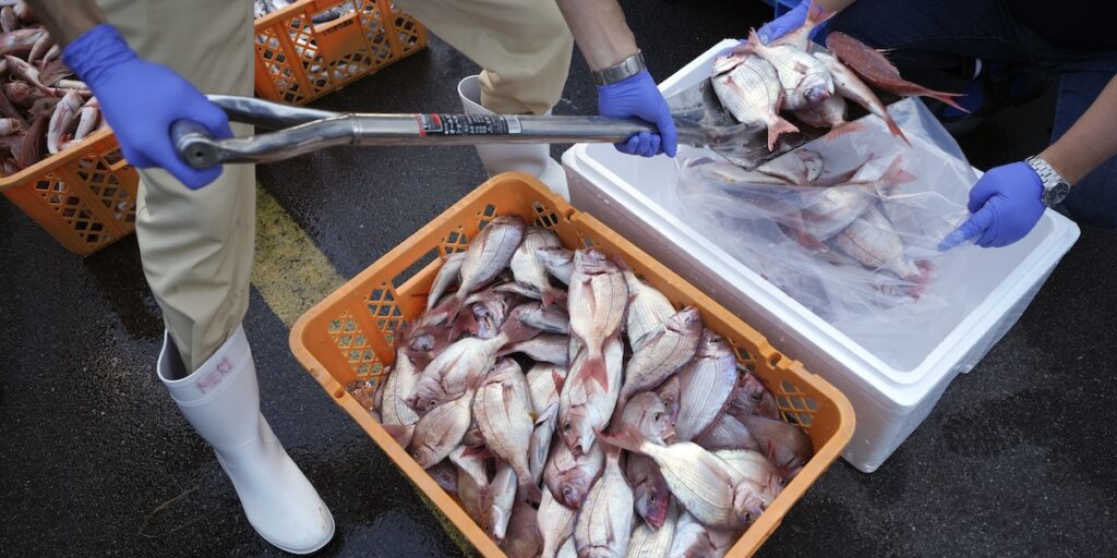 La Cina sospende l'importazione di prodotti ittici dal Giappone a causa delle tensioni su Taiwan