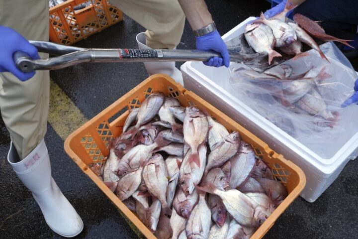 La Cina sospende l'importazione di prodotti ittici dal Giappone a causa delle tensioni su Taiwan