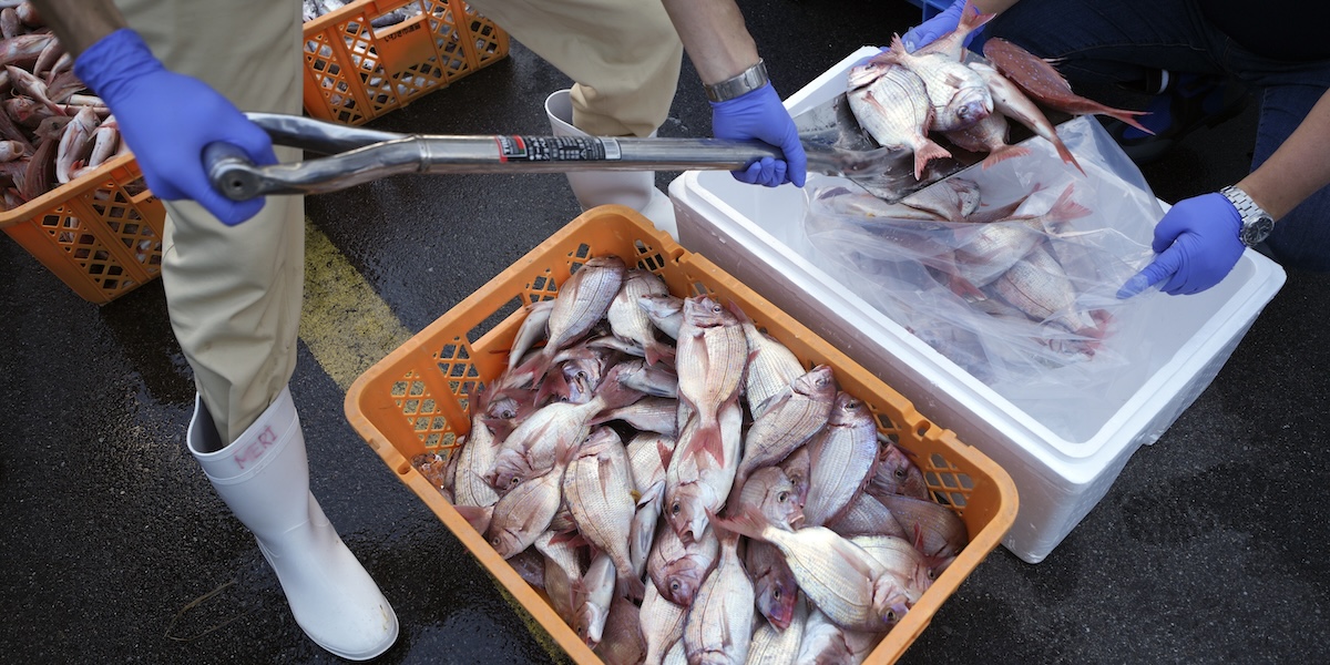 La Cina sospende l'importazione di prodotti ittici dal Giappone a causa delle tensioni su Taiwan