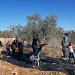 La raccolta delle olive in Cisgiordania segna un aumento delle violenze senza precedenti