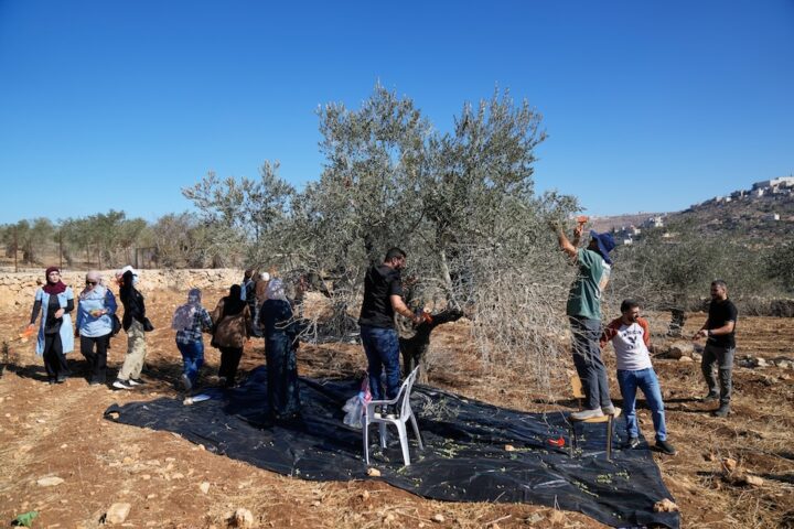 La raccolta delle olive in Cisgiordania segna un aumento delle violenze senza precedenti