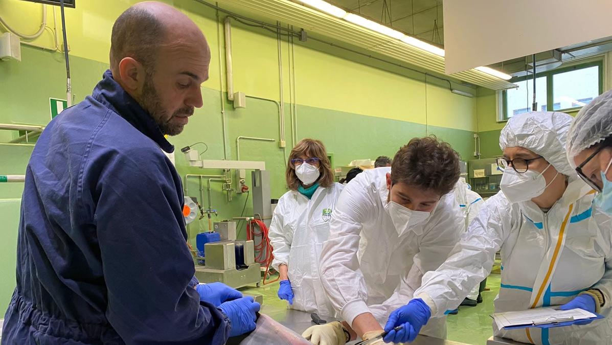 L'inquinamento acustico marino e il suo impatto sugli animali: il caso dei branzini