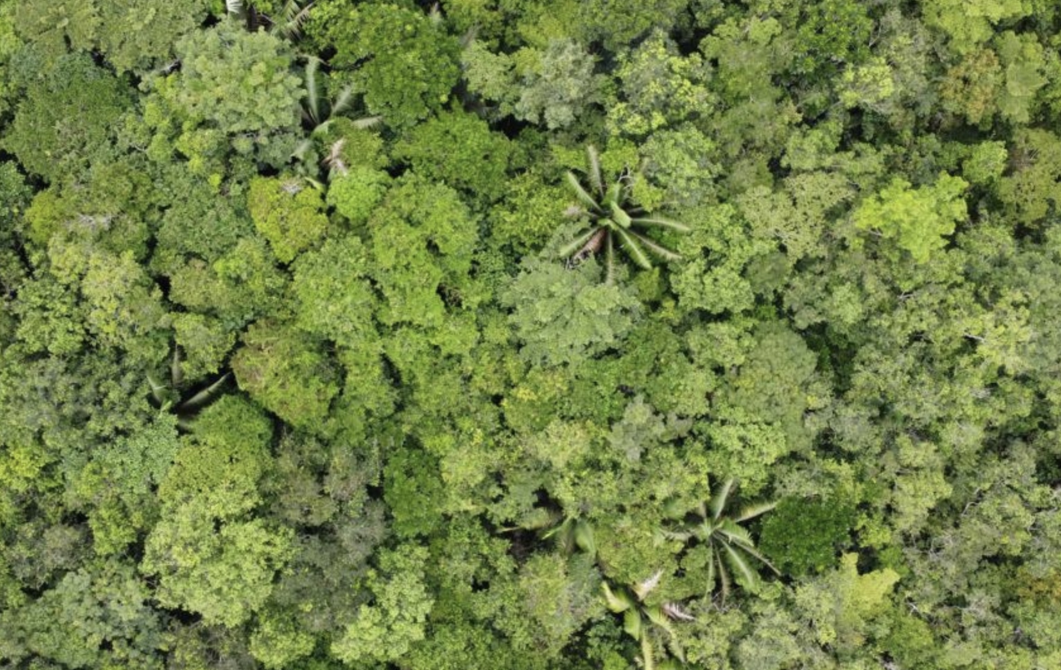 L'Italia partecipa alla COP30 in Brasile: focus su cooperazione, resilienza e iniziative climatiche