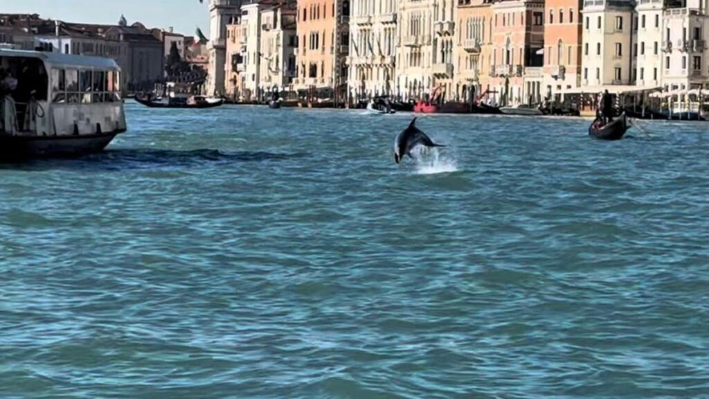 Un delfino a Venezia: Mimmo nuota nel bacino di San Marco, cresce la preoccupazione per la sua sicurezza