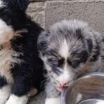 Abbandoni di animali: Enpa lancia l'allerta per il Natale e invita alla riflessione