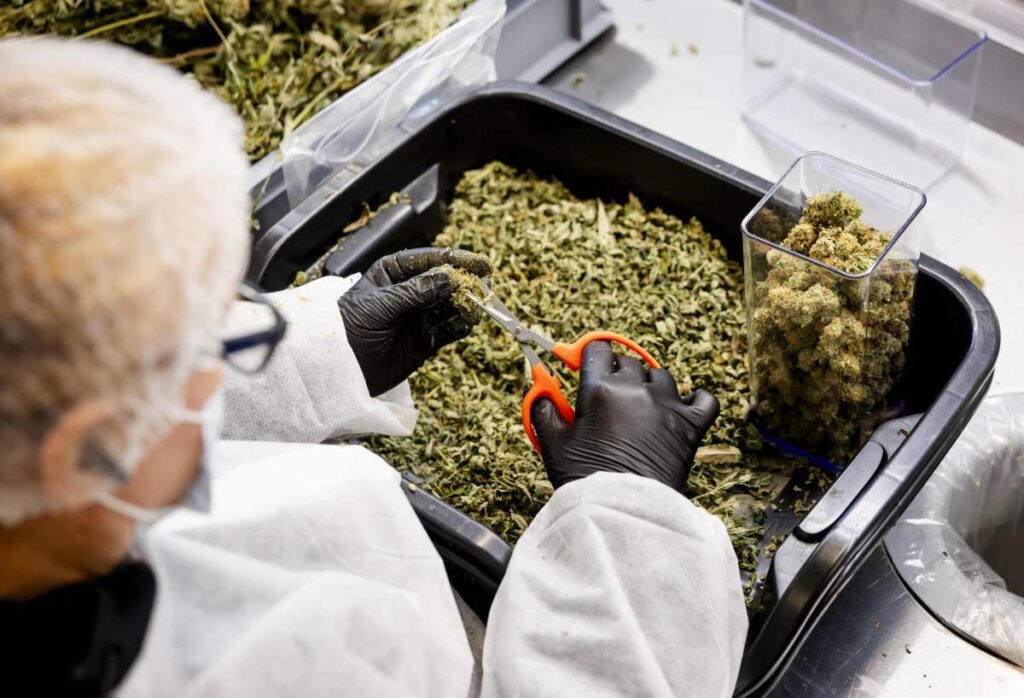 Fratelli d'Italia riapre mercato cannabis light con maxi-tassa del 40% sul prezzo finale