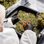 Fratelli d'Italia riapre mercato cannabis light con maxi-tassa del 40% sul prezzo finale