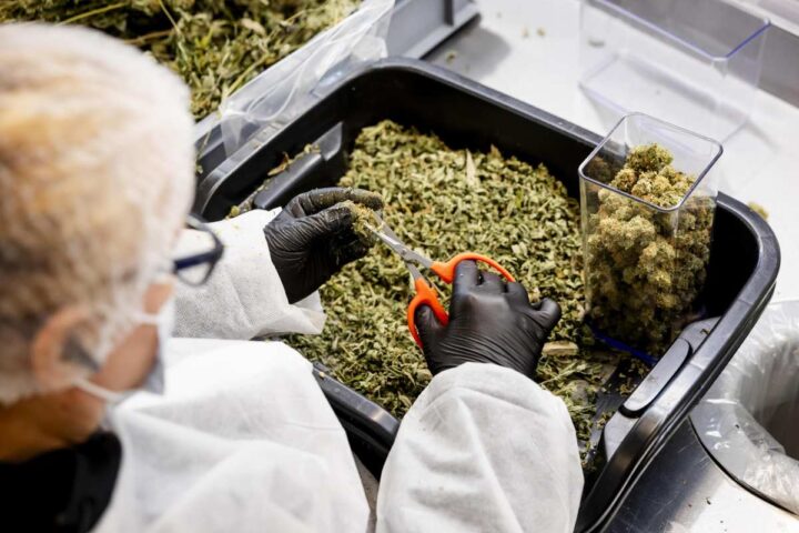 Fratelli d'Italia riapre mercato cannabis light con maxi-tassa del 40% sul prezzo finale