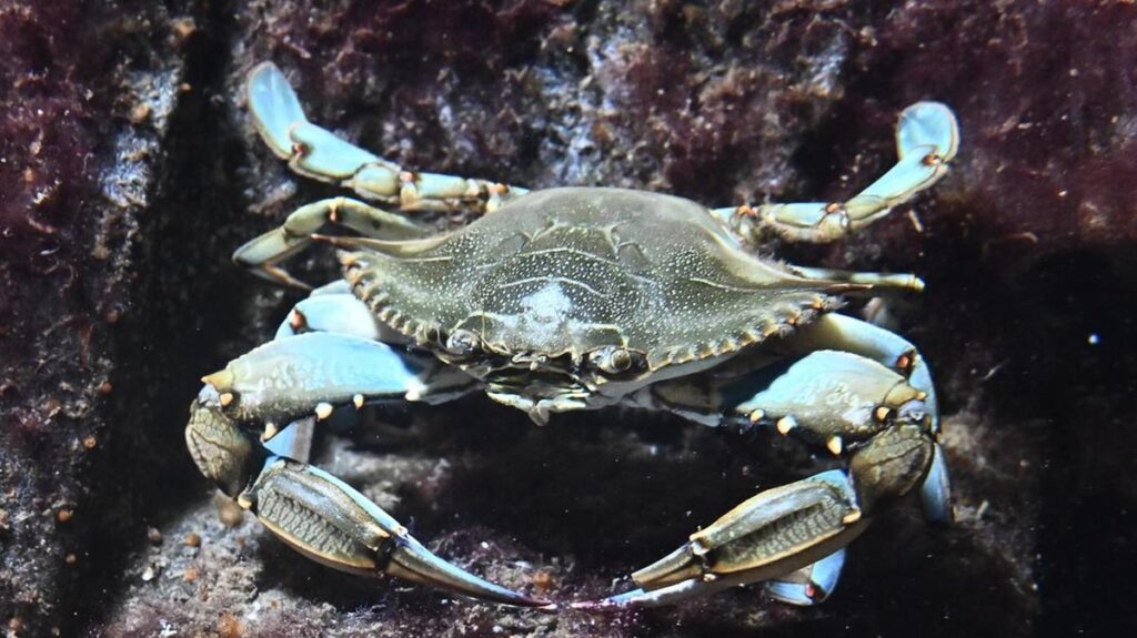Granchio blu, specie invasiva: esperti avvertono sui rischi e le corrette modalità di cottura