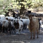 Il governo greco e gli allevatori in conflitto sulle vaccinazioni per capre e pecore