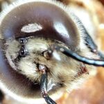 Il miele italiano: proteggere un prodotto di eccellenza in pericolo