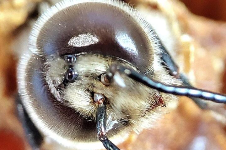 Il miele italiano: proteggere un prodotto di eccellenza in pericolo