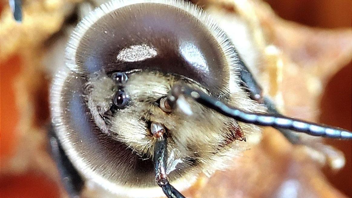 Il miele italiano: proteggere un prodotto di eccellenza in pericolo