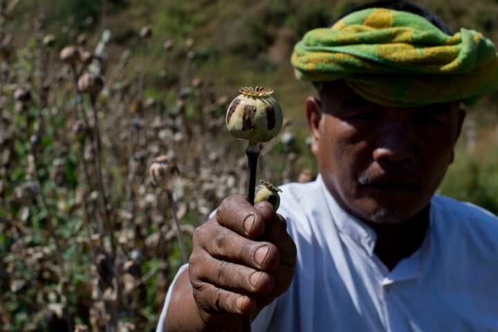Il Myanmar raggiunge il record di superficie dedicata alla coltivazione di papavero da oppio nel 2025
