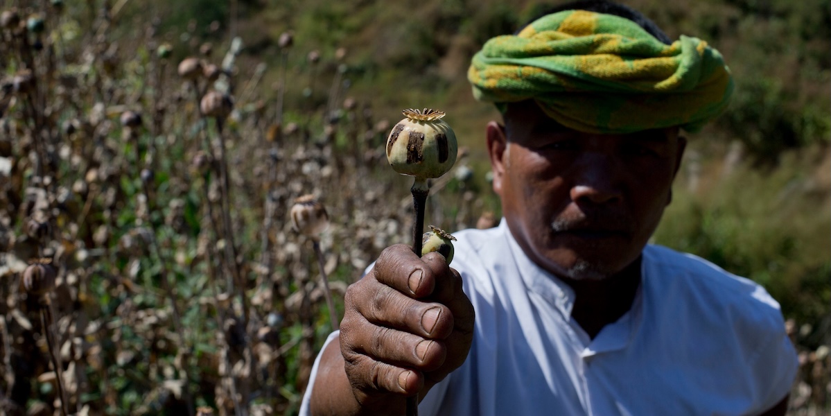 Il Myanmar raggiunge il record di superficie dedicata alla coltivazione di papavero da oppio nel 2025