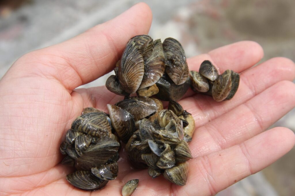 La proliferazione delle cozze quagga nel lago di Ginevra provoca danni ambientali e infrastrutturali