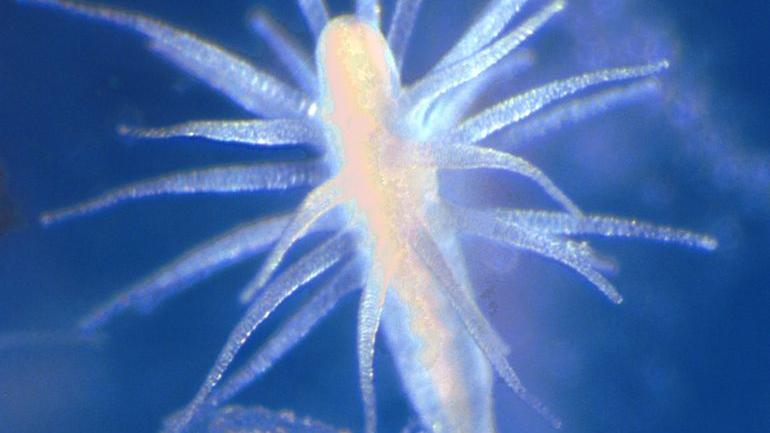 L'immortalità degli animali marini: la scoperta delle gorgonie millenarie nel profondo degli oceani