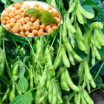 L’Ucraina consolida il ruolo di hub regionale per la soia trasformata dell’UE