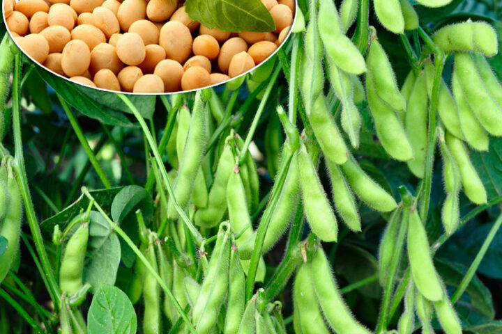 L’Ucraina consolida il ruolo di hub regionale per la soia trasformata dell’UE