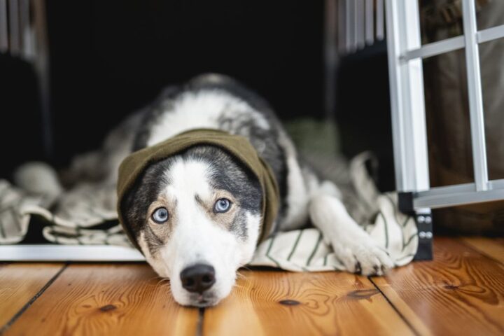 Test con armi acustiche tra servizi serbi e FSB russa