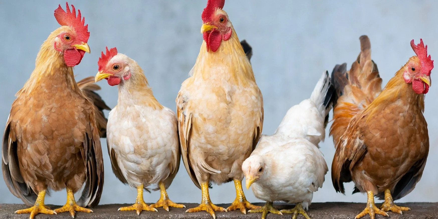 L’export ucraino di carne avicola rafforza la stabilità dei mercati europei