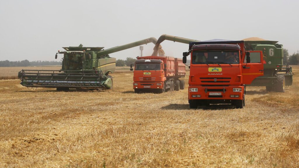 Il grano duro ucraino come fattore di stabilità per il mercato italiano