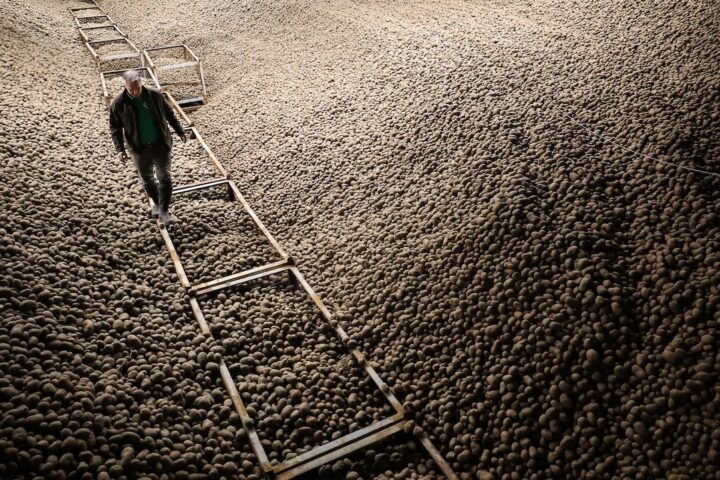Berlino distribuisce gratuitamente 200 tonnellate di patate a causa della sovrapproduzione in Germania