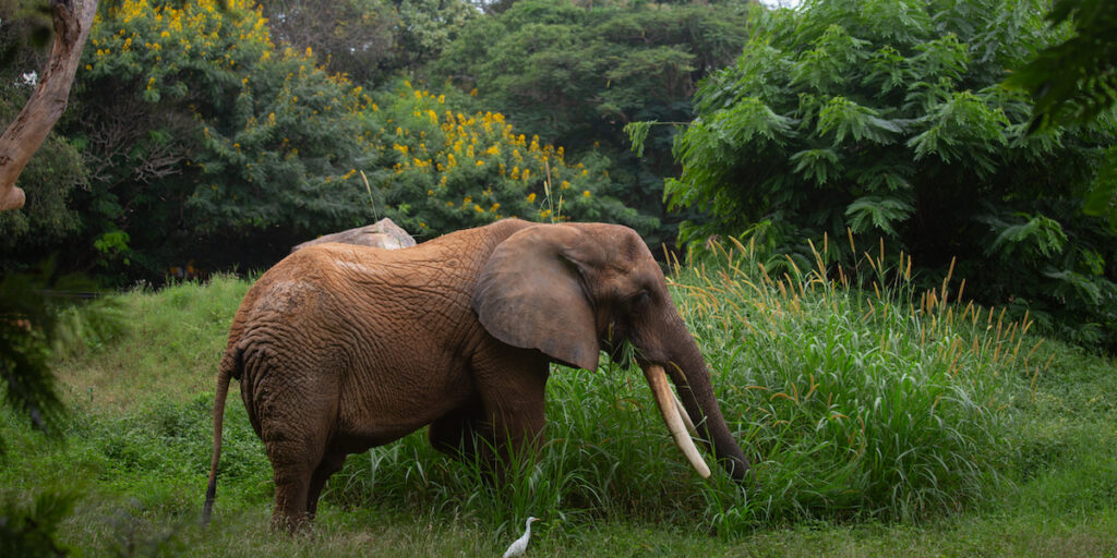 Caccia all'elefante killer in Jharkhand: 22 vittime in una settimana