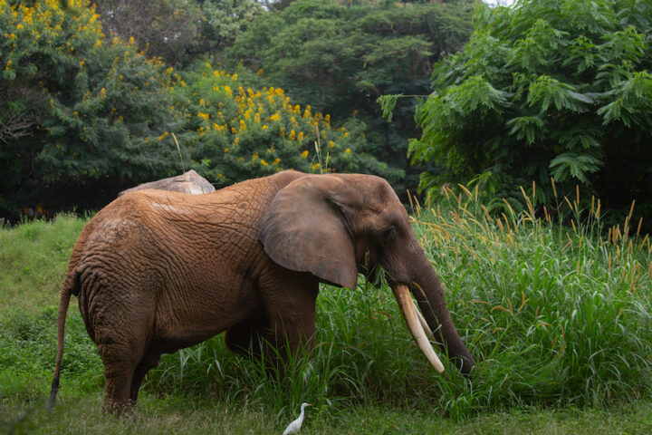 Caccia all'elefante killer in Jharkhand: 22 vittime in una settimana
