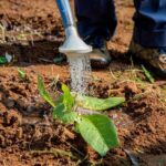 Calo del commercio agroalimentare dell'UE a novembre 2025, il ministro Urso incontra eurodeputati a Bruxelles